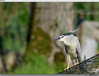Animali 075